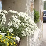 Hotel Geiger 3*